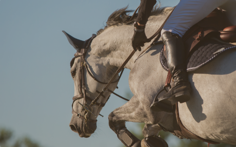 Guides et conseils cheval