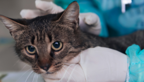 La péritonite infectieuse féline (PIF) : une maladie virale redoutable chez le chat