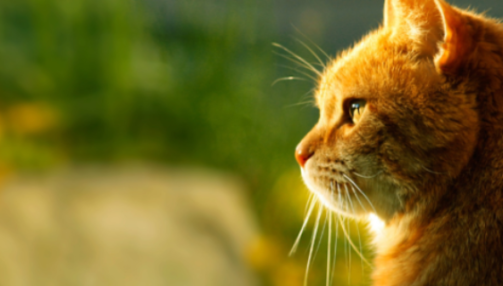 L’arthrose chez le chat : comment la prévenir et la soulager efficacement ?