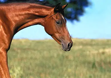 La complementation en mineraux et vitamines chez le-cheval