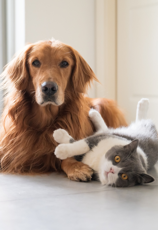 Vetoxil Comprimé Chien et Chat