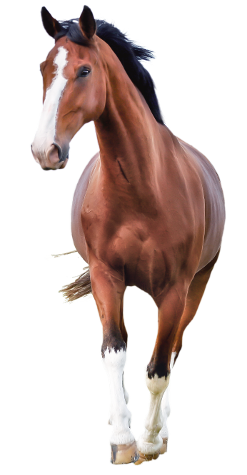 Gamme pensée par nos vétérinaire pour les chevaux Gamme pensée par nos vétérinaire pour les chevaux