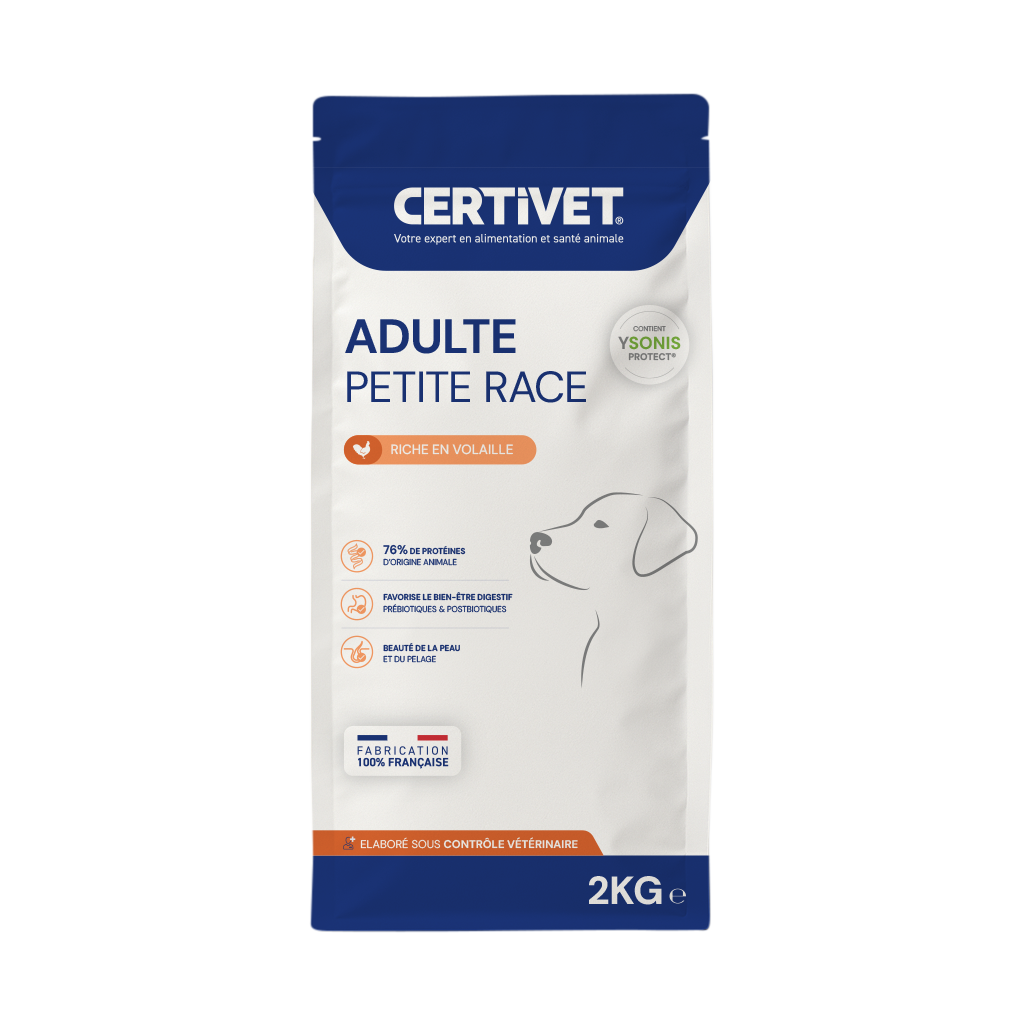 CHIEN adulte petite race
