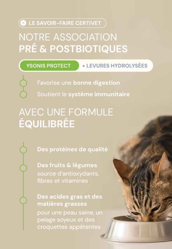 CHIEN adulte petite race CHIEN adulte petite race