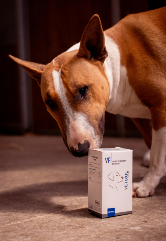 Vetoxil Flash Chien 